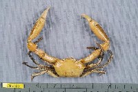 藏品(隆背蟹屬)的圖片